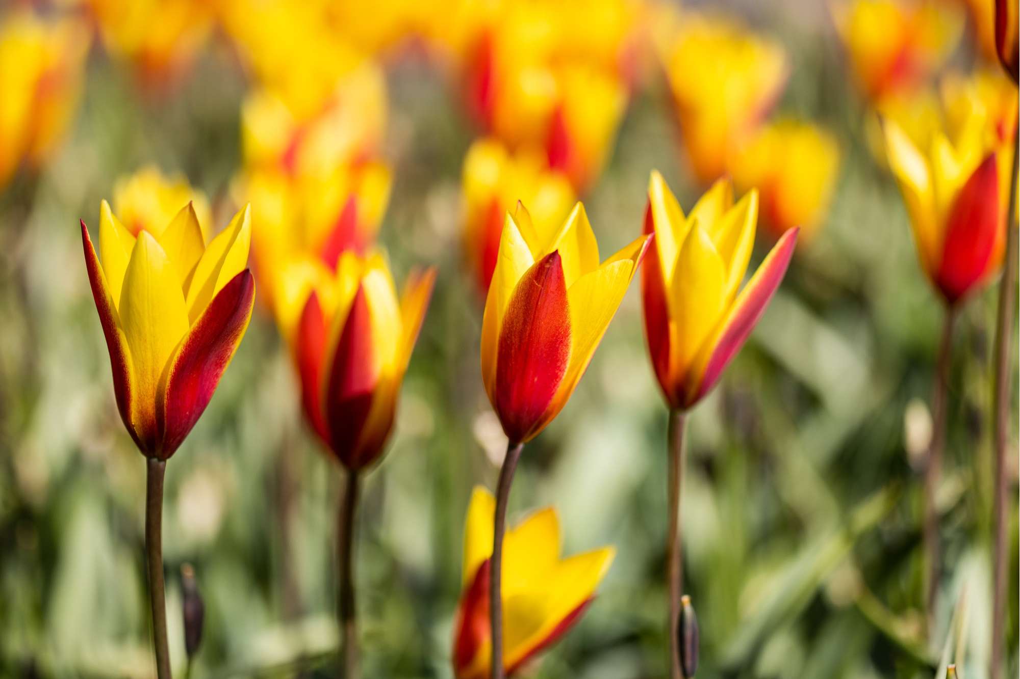 Tulpe 'Tubergens Gem'